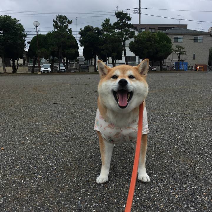 E09c2bfa 8416 4bef b202 df905502b2a4 1562280651820