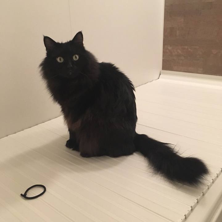 E0a0fbd7 3130 4c23 a06f 9076d84d0a8e 1544925690646