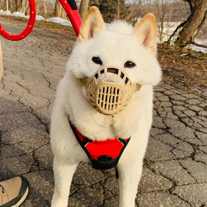 E0a2ff80 a3d9 4e5f b5be f64a30817bef 1679784077369