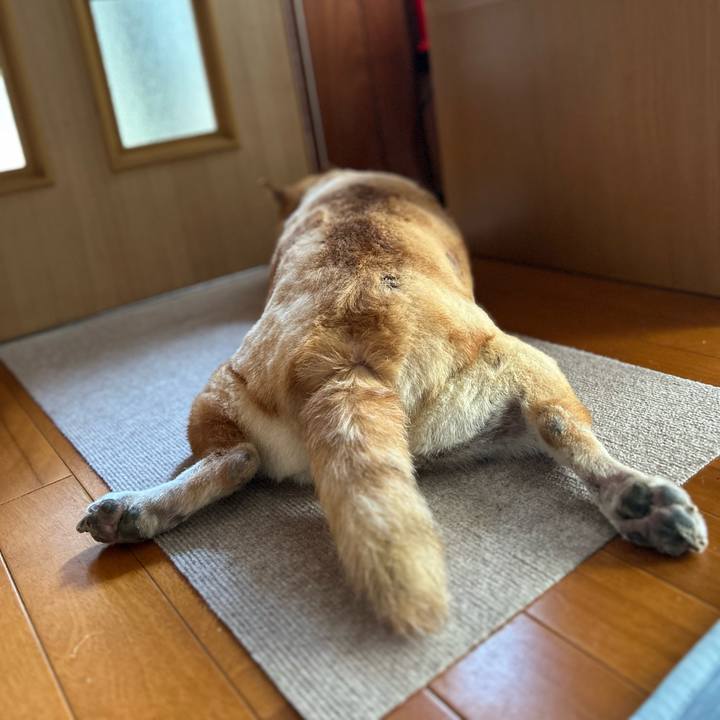 E0a47c03 3d83 49e4 bfa8 e193f7b527b4 1755405620675