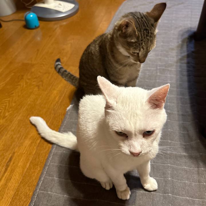 E0a86309 66ed 4b87 b6f7 cb789854c33f 1689063218358