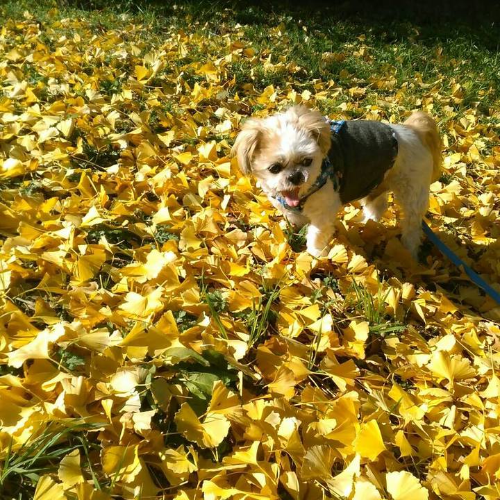 E0a8f990 dfc7 43d5 9dc5 f3ff1d54eb93 1512107197604