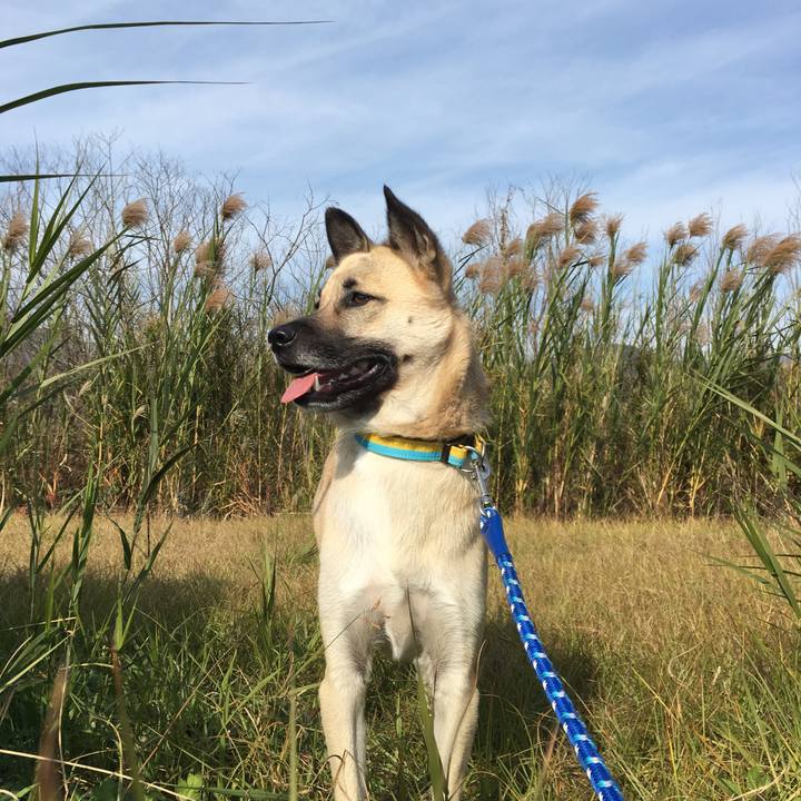 E0a96982 1de2 42cb 95ea 8d2c11ffd61c 1512298961506