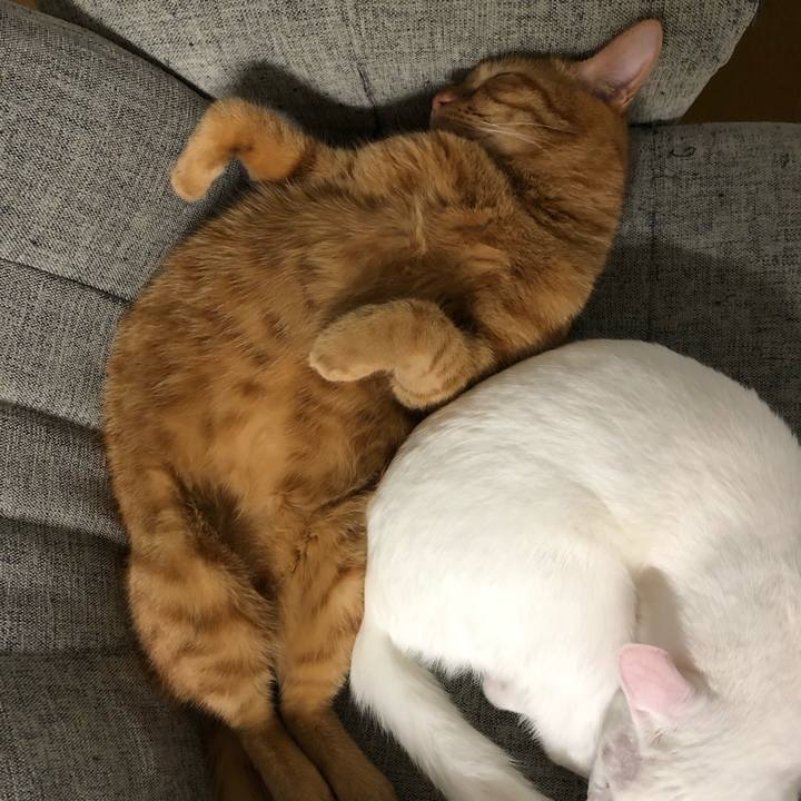 E0abcfa7 e3d6 4c60 83f6 e43513515753 1545907076038