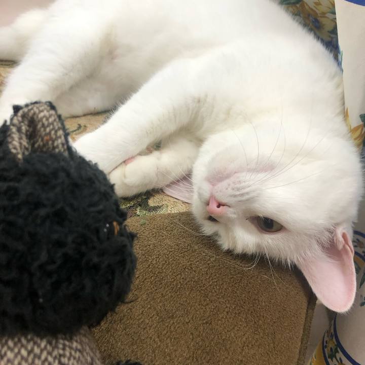 E0ac7b37 a0e5 43eb 9c52 4ae02775ba48 1689483889641