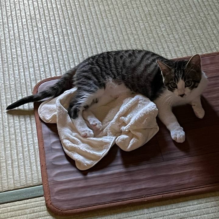 E0afd62d 3079 4f29 b8d7 063af6392490 1770507264183