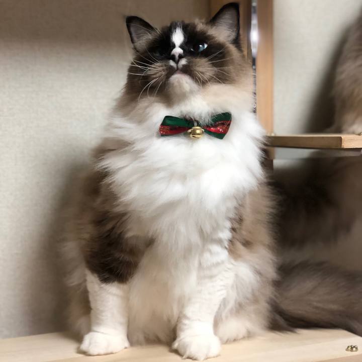 E0b0f50e d2f3 4e14 882e 8a17402066da 1544925273080