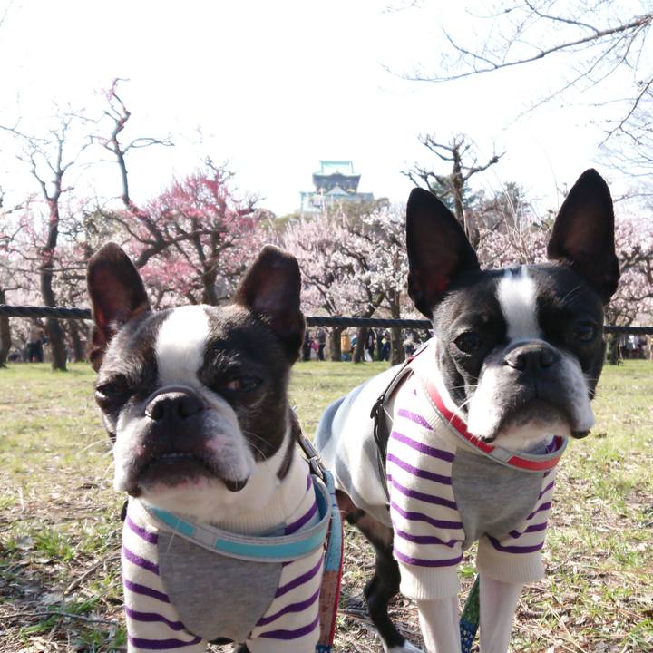 E0b1088a b2d5 47a1 844e d04b709cceec 1520761061232