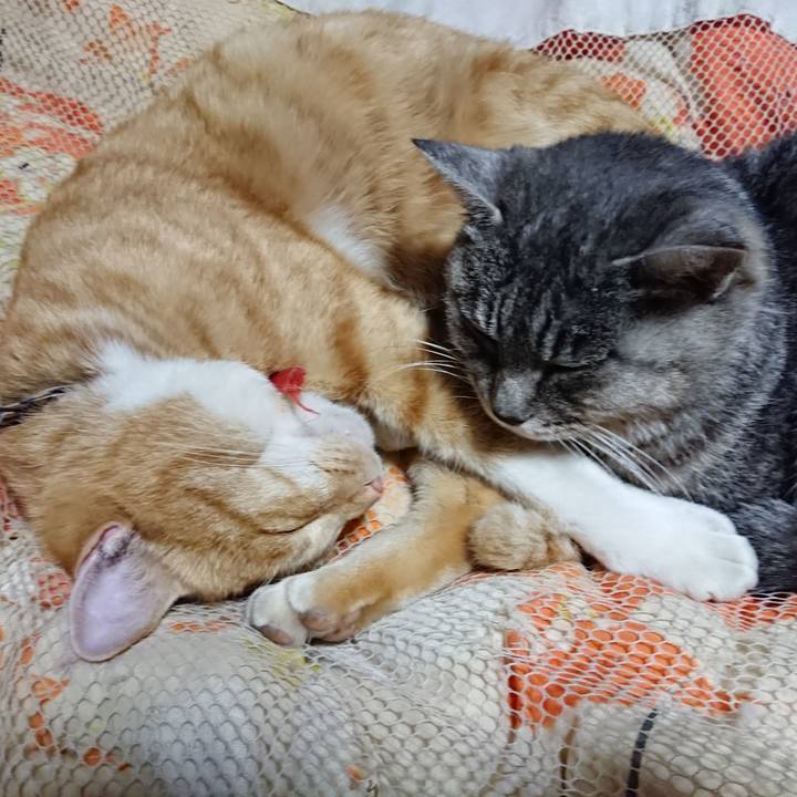 E0b8cdc2 3a04 4b8b a1e3 e9d80b8bcb49 1573648733259