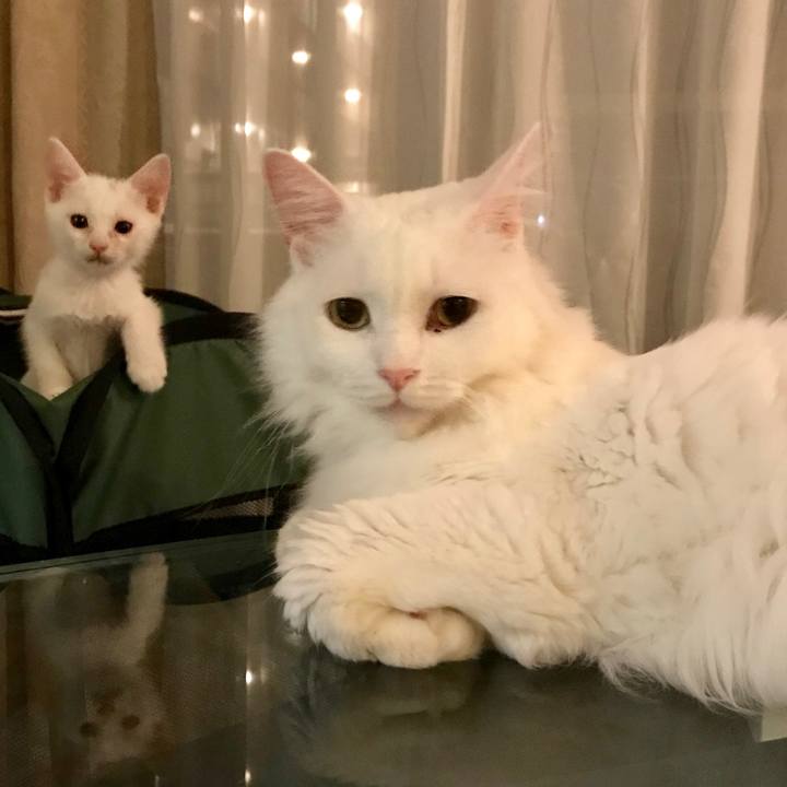 E0b8d605 9953 42d0 9ee3 f851c71e0fd2 1564832613603