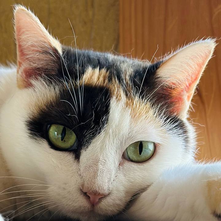 E0bfb760 cc15 46b7 8550 4a07776625e3 1722644759104