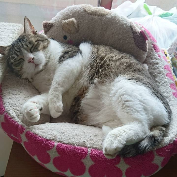 E0c1161c 9849 4547 9c81 cc5931482132 1522726520917