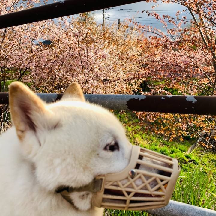 E0c64325 0c74 41cd 944a cf6d02df79c8 1620077574356