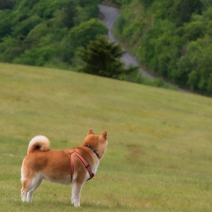 E0cb7dcf bc9f 4fa1 b3c5 93ad207a4e53 1559441283159