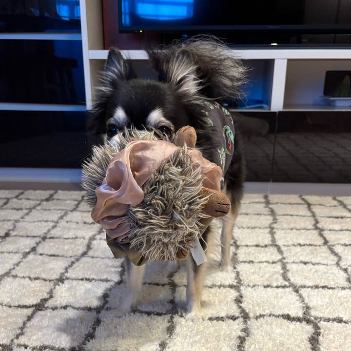 E0ce49e6 af1c 4a00 8f29 de971ba09e37 1735836397316