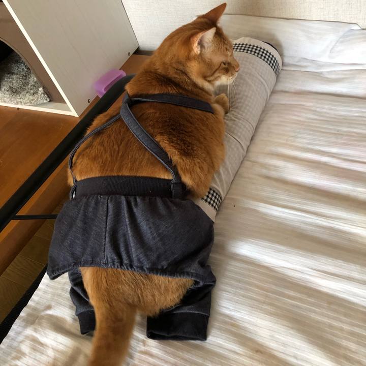 E0ceca3a 984e 4654 b9ec 1f36aee5018b 1584136376192