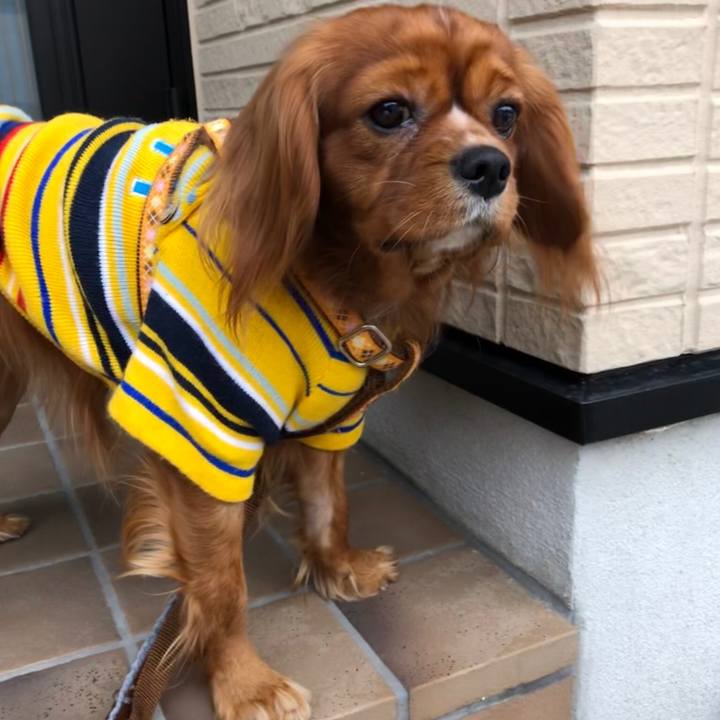 E0d1586f ca62 4a6b b01d e83f0d2a7168 1545085182653