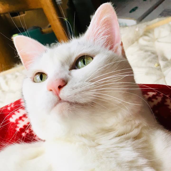 E0d23bc9 91b3 41ba 8c3d fd45918a1a13 1563508144738