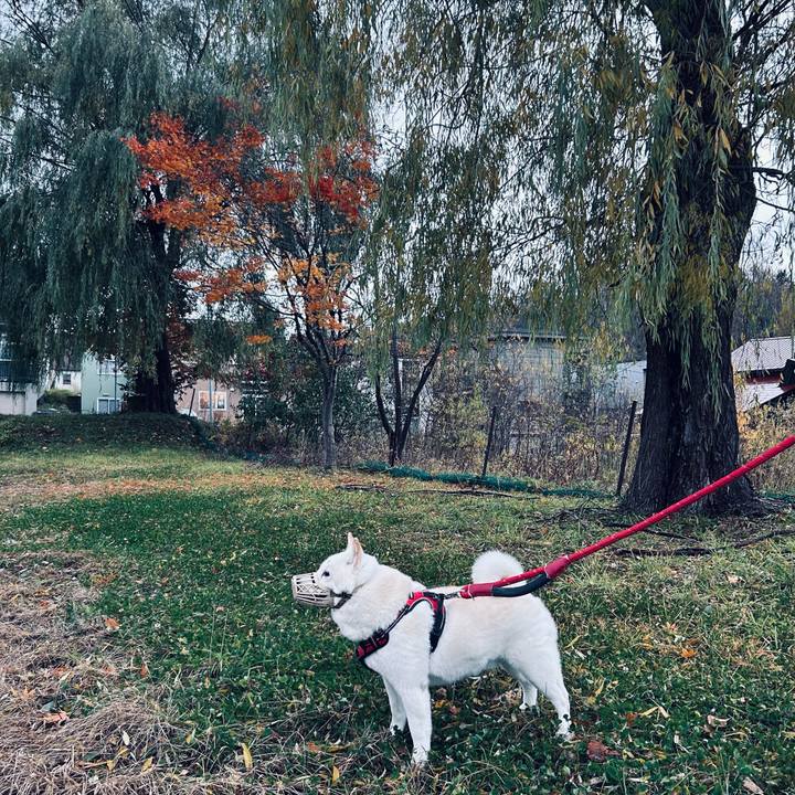 E0d60068 d7a0 4c12 8aa2 d89438ed52e5 1762640133632