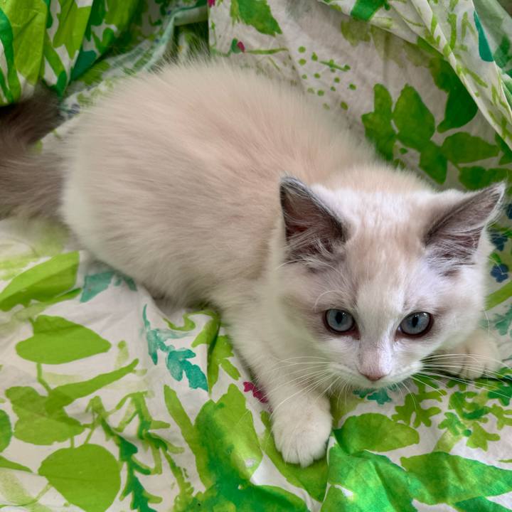 E0dbd623 2b8d 4dc1 a1df 809e22d113b4 1731457039066