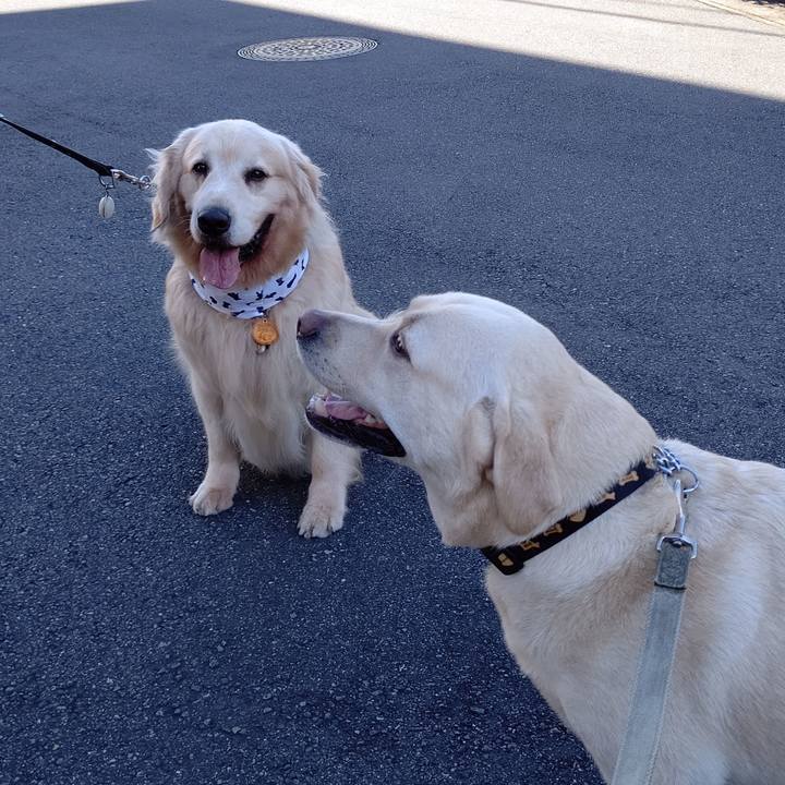 E0dc55f4 f0b5 4aa0 8461 a1a99e4ecfe9 1598573417386