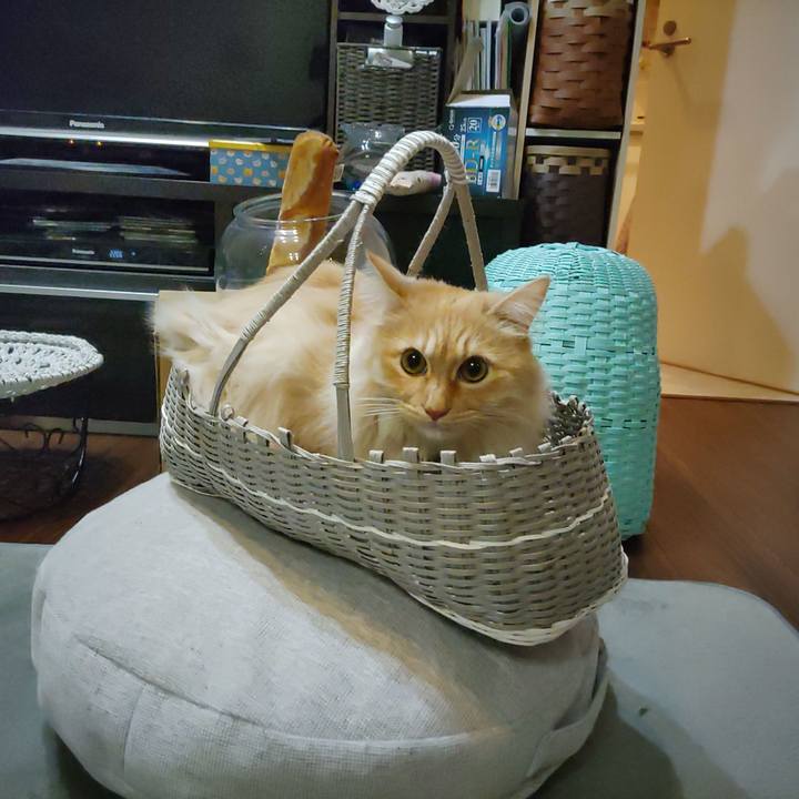 E0dca258 decf 491e 812c 61163688f9f0 1708349696956