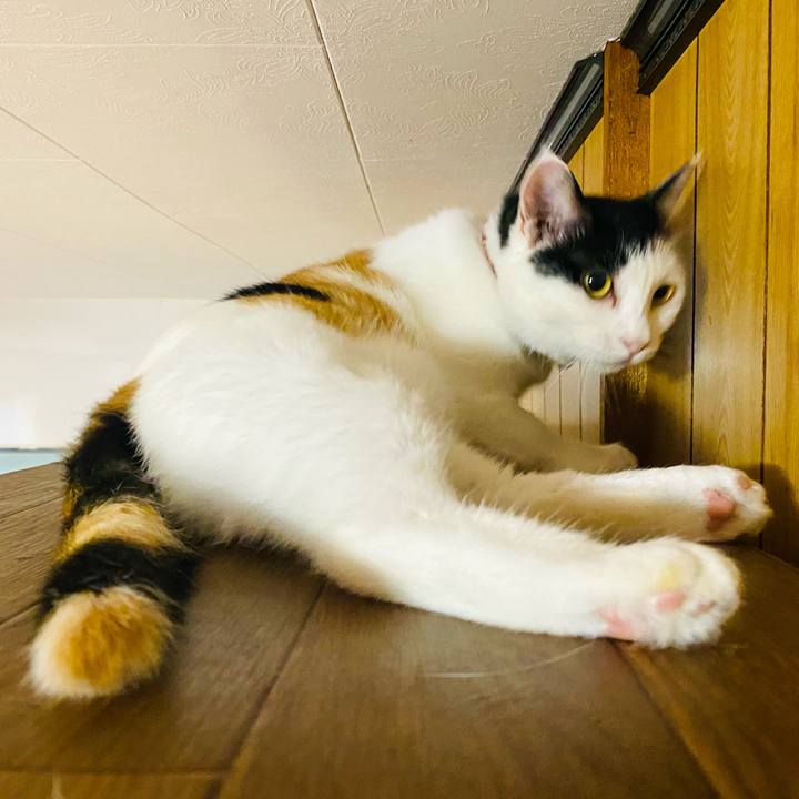 E0dcf29c ac0f 470b a8e1 ae360de92051 1660944058375