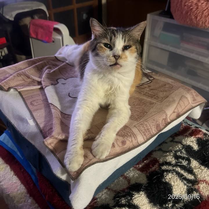 E0de6d17 cca2 4cdc 847b 32ac5622477c 1757980259066