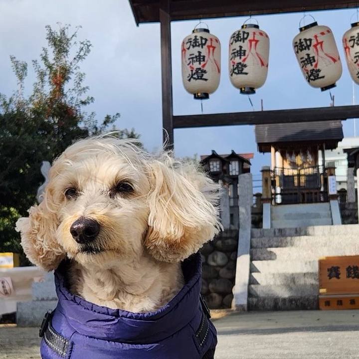 E0e2f2e1 330d 4fba 87cf edb84d262f9c 1767161488351