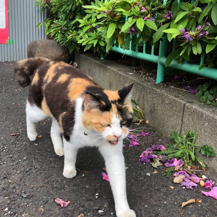 E0e2f99c bee2 48cc bd86 f318d23af0f6 1558367255246