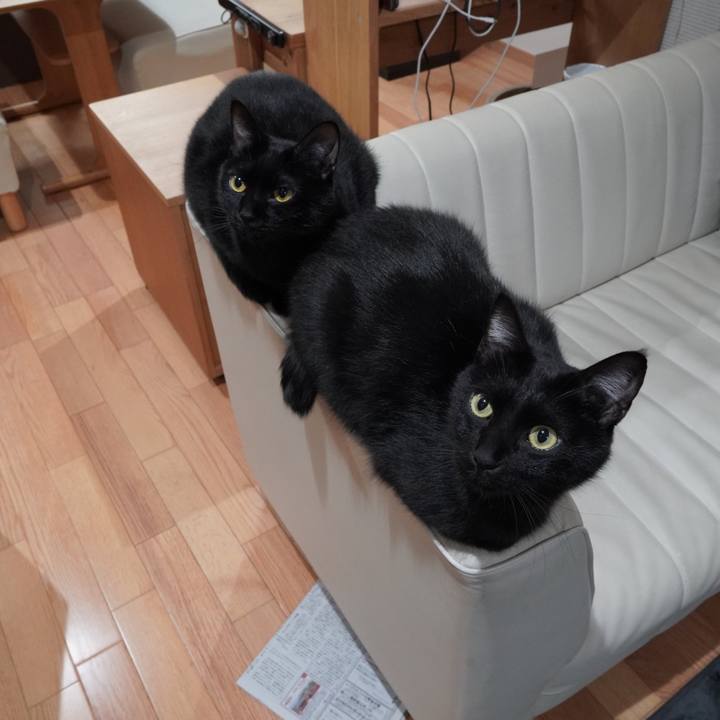 E0e516c4 f1b3 4976 bfe3 1f4d747ec593 1582755718424