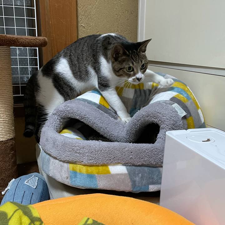 E0e710ef fce6 4bca b3d9 5918a893d856 1607305990956