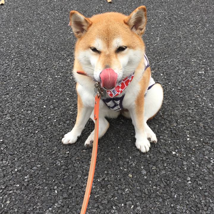 E0ec54be 3750 4c0b 8dfe ad5dedcd48ce 1534034059402