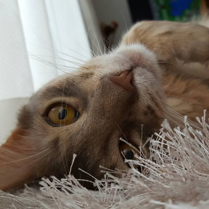 E0ed7c08 9769 424b ba1a de74ee23922c 1523697299471