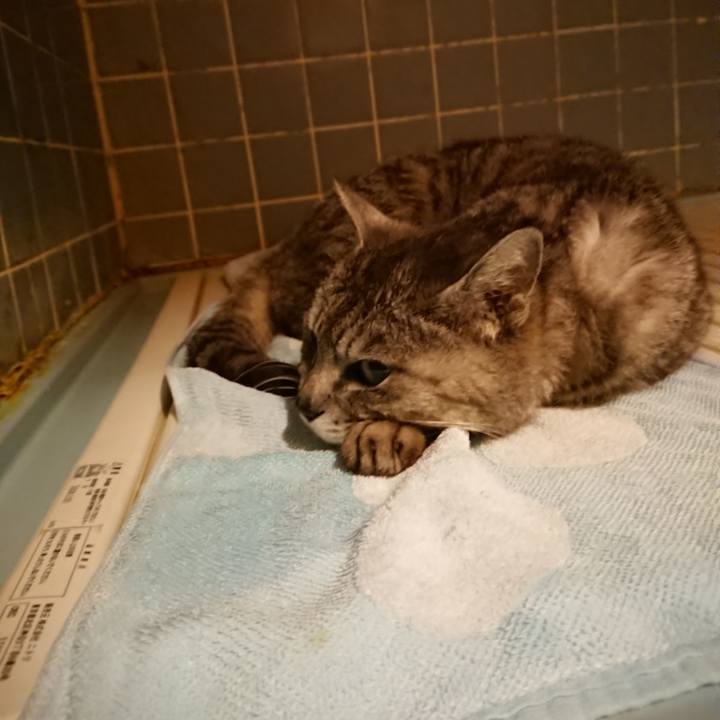 E0eded17 e8c1 434b 9e8c 4bacd89d6d4c 1591094278173