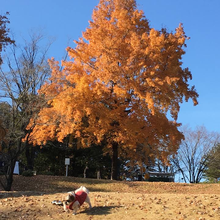 E0eec644 83f7 41e9 8cd7 64d4e98f4063 1512194162299