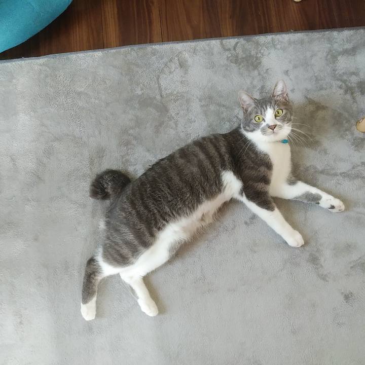 E0f02167 2c25 4e33 9407 8b5a7460ecb6 1588376509112