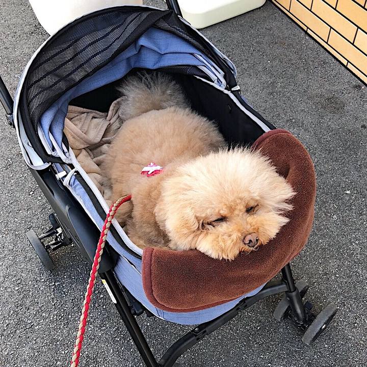 E0f2513d f6e0 48b7 9c81 6edca9c10914 1521944595921