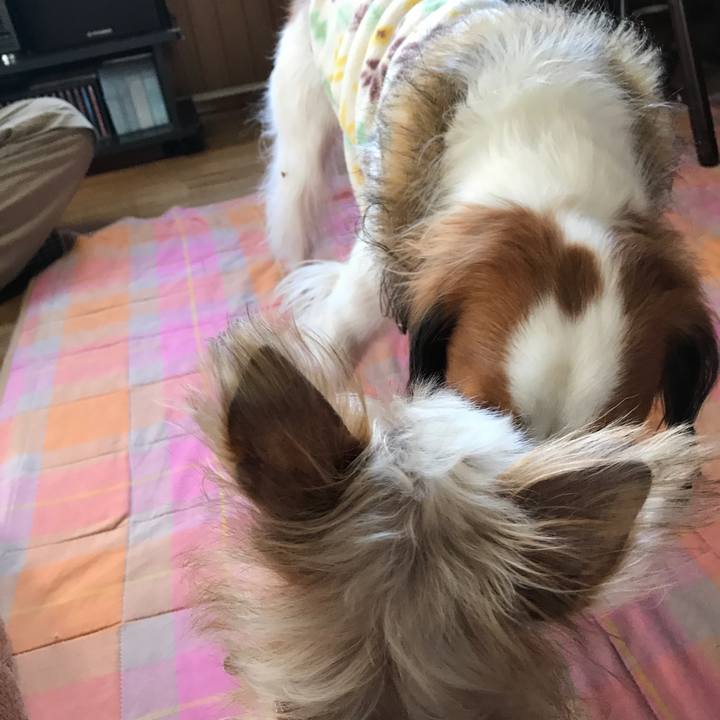 E0f31ecc 6ee0 4430 a953 9f39092ca1ae 1543042528052