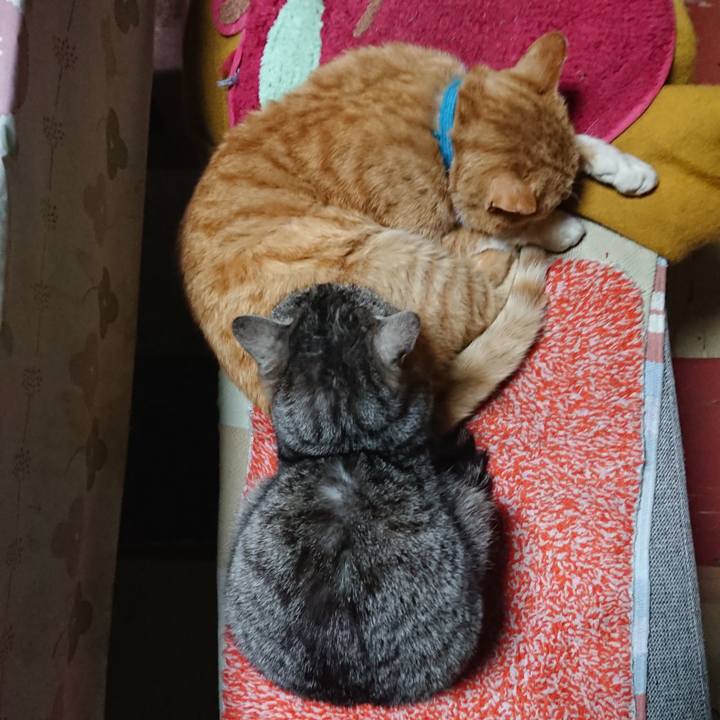 E0f39b6f 4ae4 44e9 898a c6dd6be3eee9 1556445223096