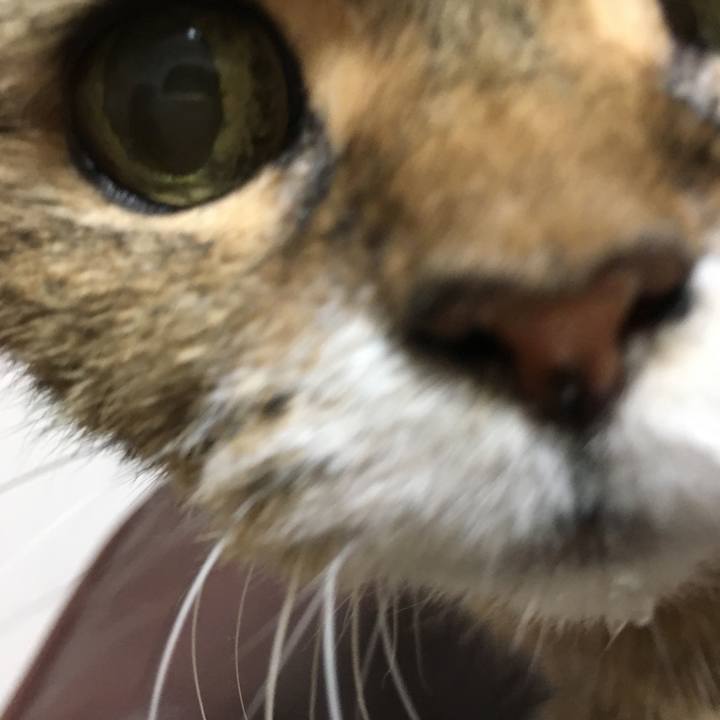 E0f873ef 7b66 4556 b1bf 3f7cfe01fc61 1509795113734