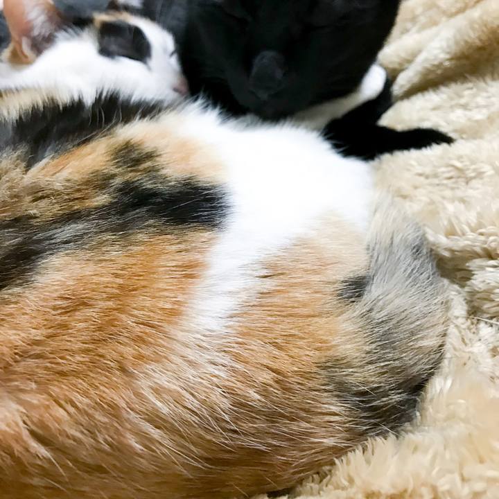 E0f98786 fa7f 4db6 be25 ebebf7b8322a 1520172480076