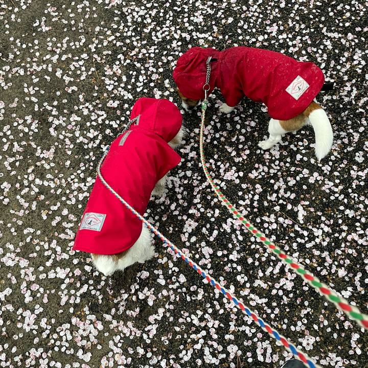 E0fcef36 2ac4 400d 9418 db1a7e46c8d0 1649925712373