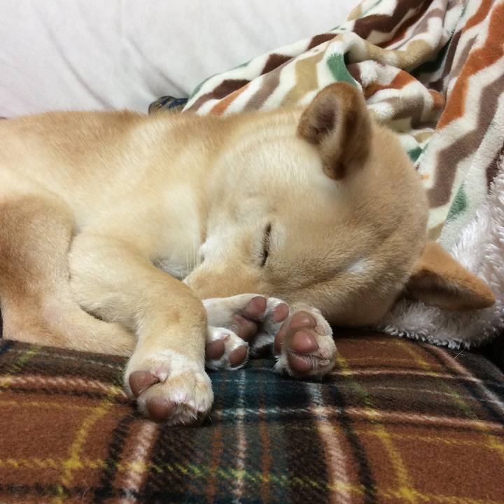 E106a013 4007 4b58 af98 2bc3935f578c 1511355983744