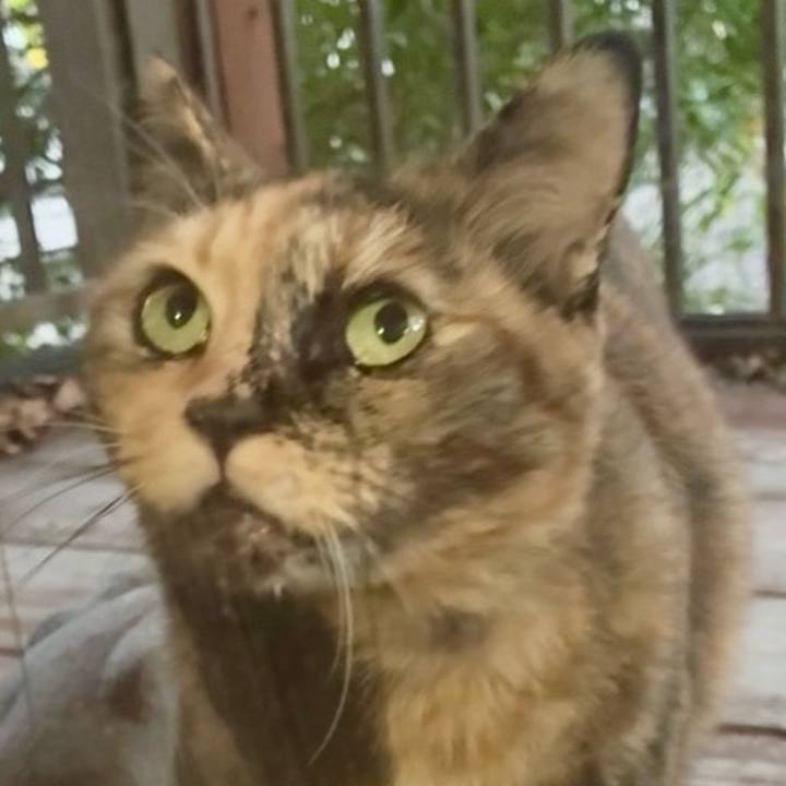 E10784ea 336b 45aa b67e a7dc7c93892e 1762511389955