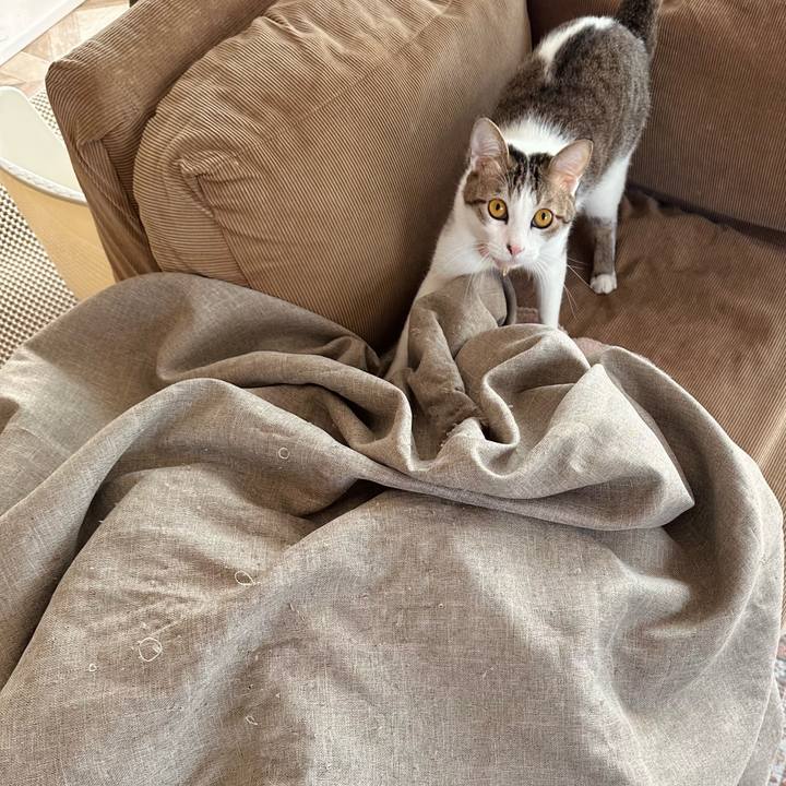 E109c7d4 7d70 4481 8e47 20285390638c 1774750621790