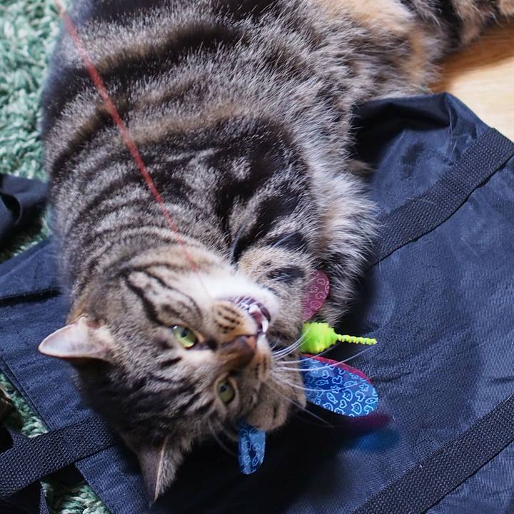 E10da22c c7e5 430b 86c0 eced2b66185c 1581817411783