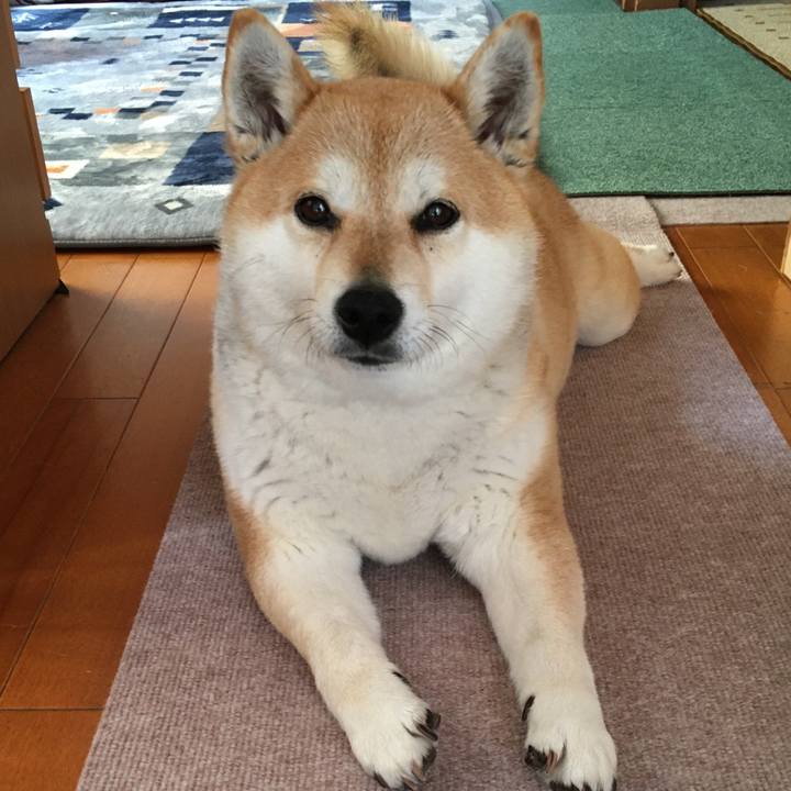 E1130309 5ff6 4137 b386 b73e06f68d0c 1585216613345