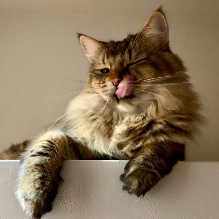 E11595a4 e529 480f a082 38d37d06e754 1755039016196