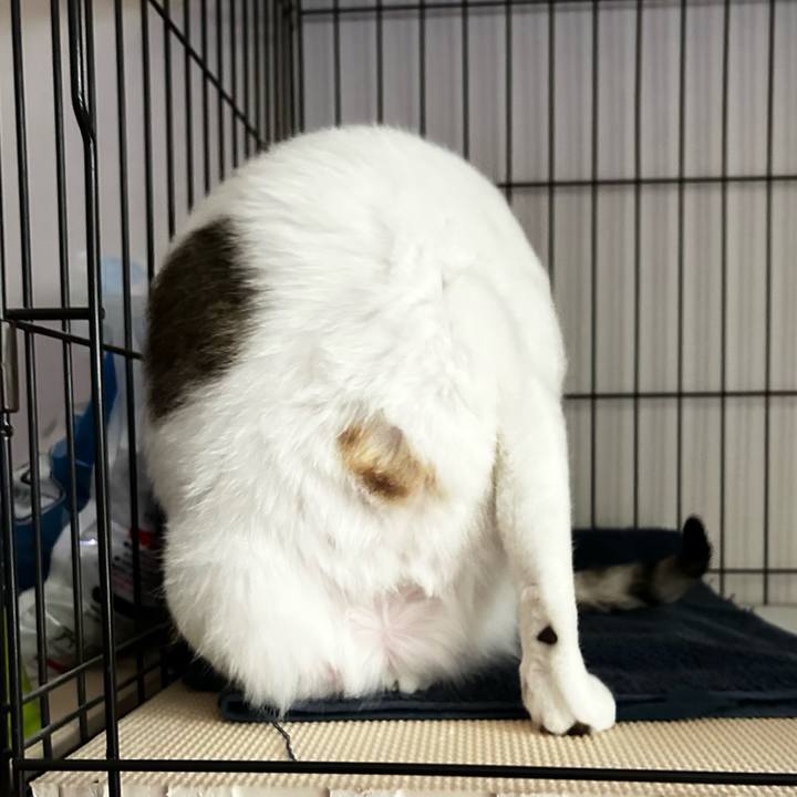 E1163c67 deb9 4e27 a30a b72c94510b1f 1762387993144